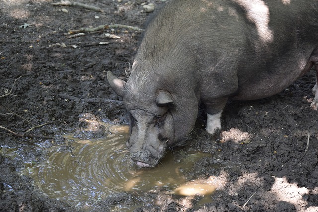 最炫民族风：独竹漂广西“一苇当先” 花炮重庆“点炮晋级”.